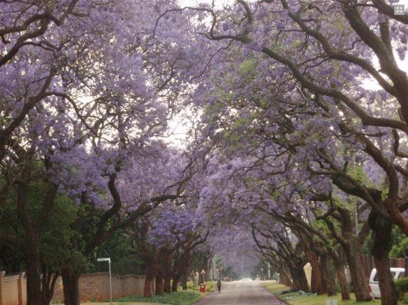 Goodey'S Guesthouse Pretoria-Noord Eksteriør bilde